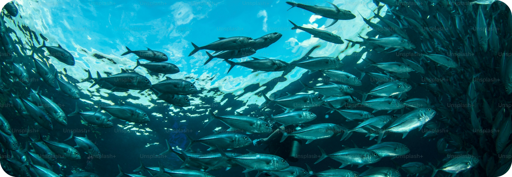 Bullet Tuna - Fish - Explore Fish Variety