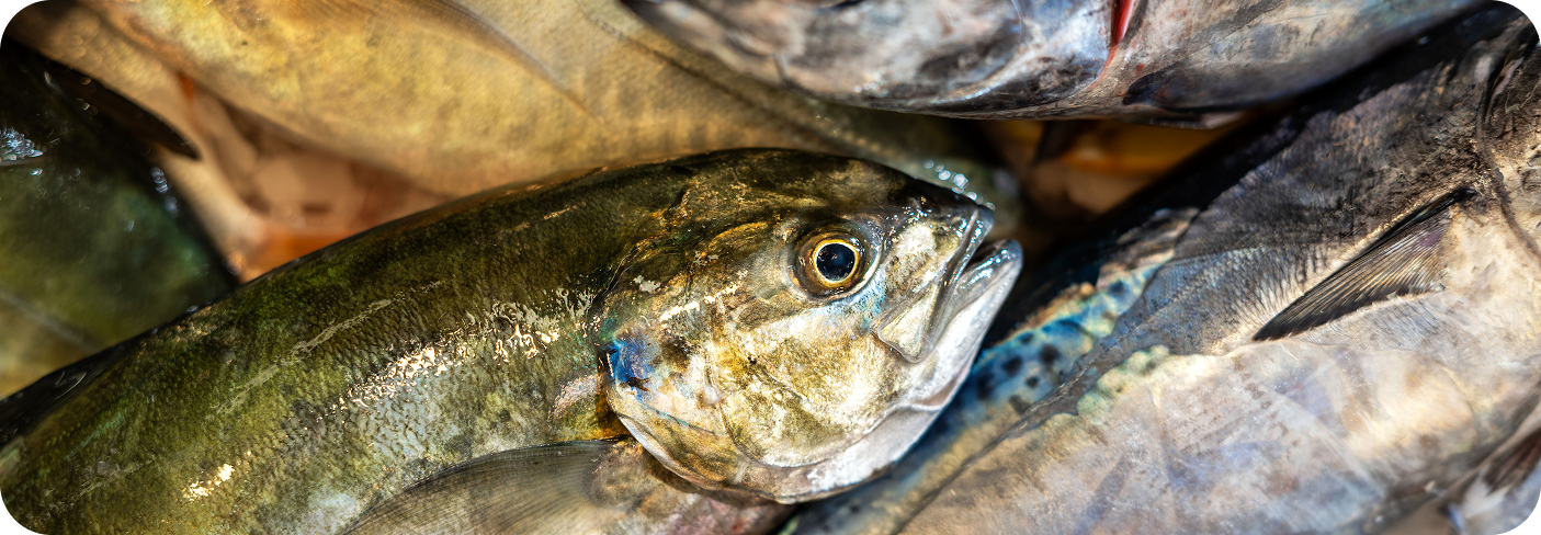 sustainably-caught fish