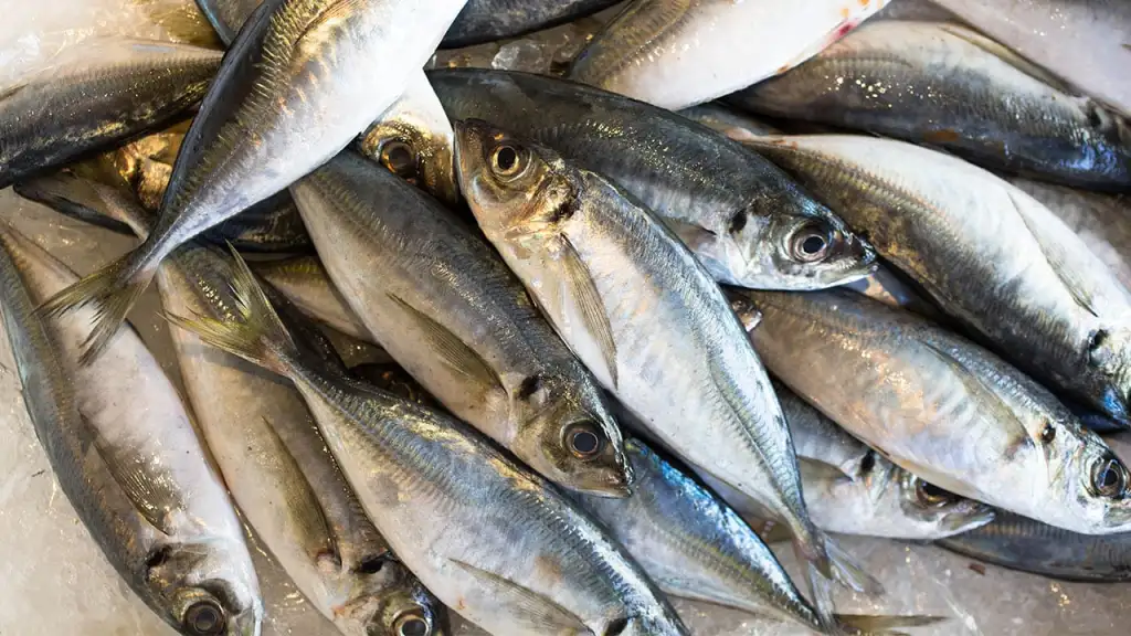 horse-mackarel-omega-3-benefits