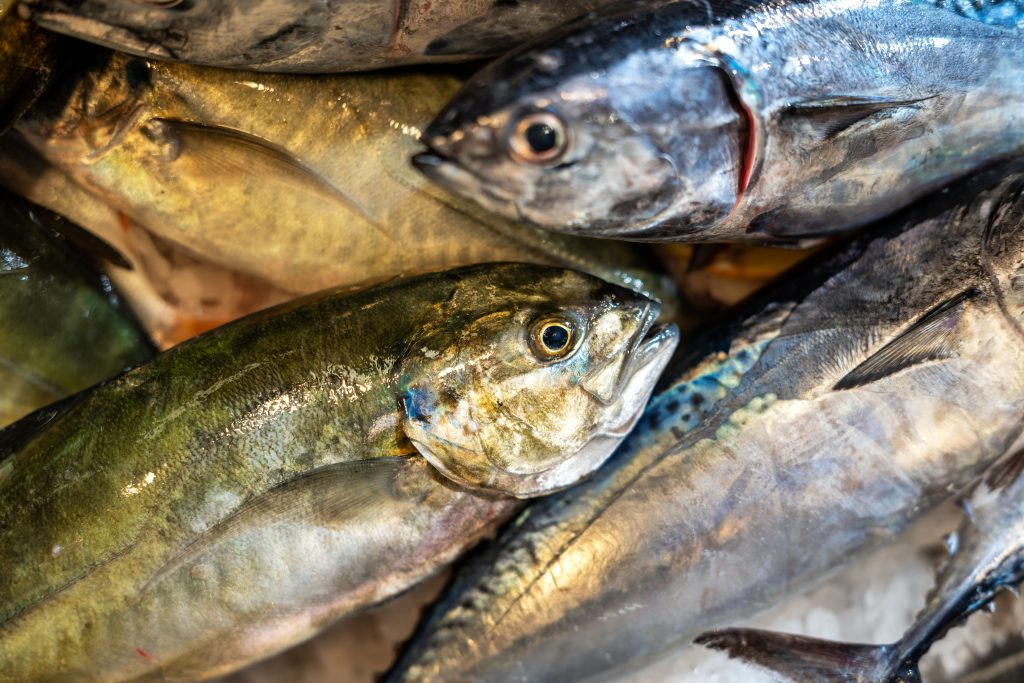 Sustainable Maltese Fish: 5 Local Catches Worth Discovering