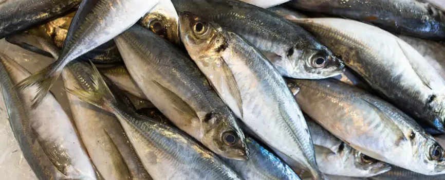 horse-mackarel-omega-3-benefits
