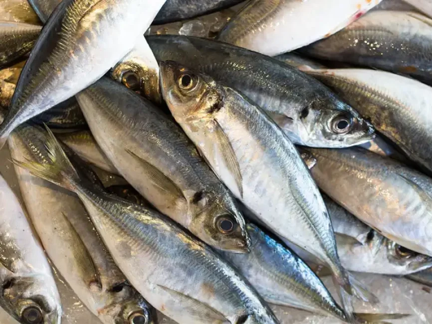 horse-mackarel-omega-3-benefits